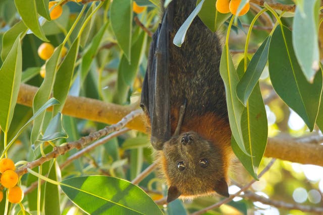 The bats are one of the world's largest species