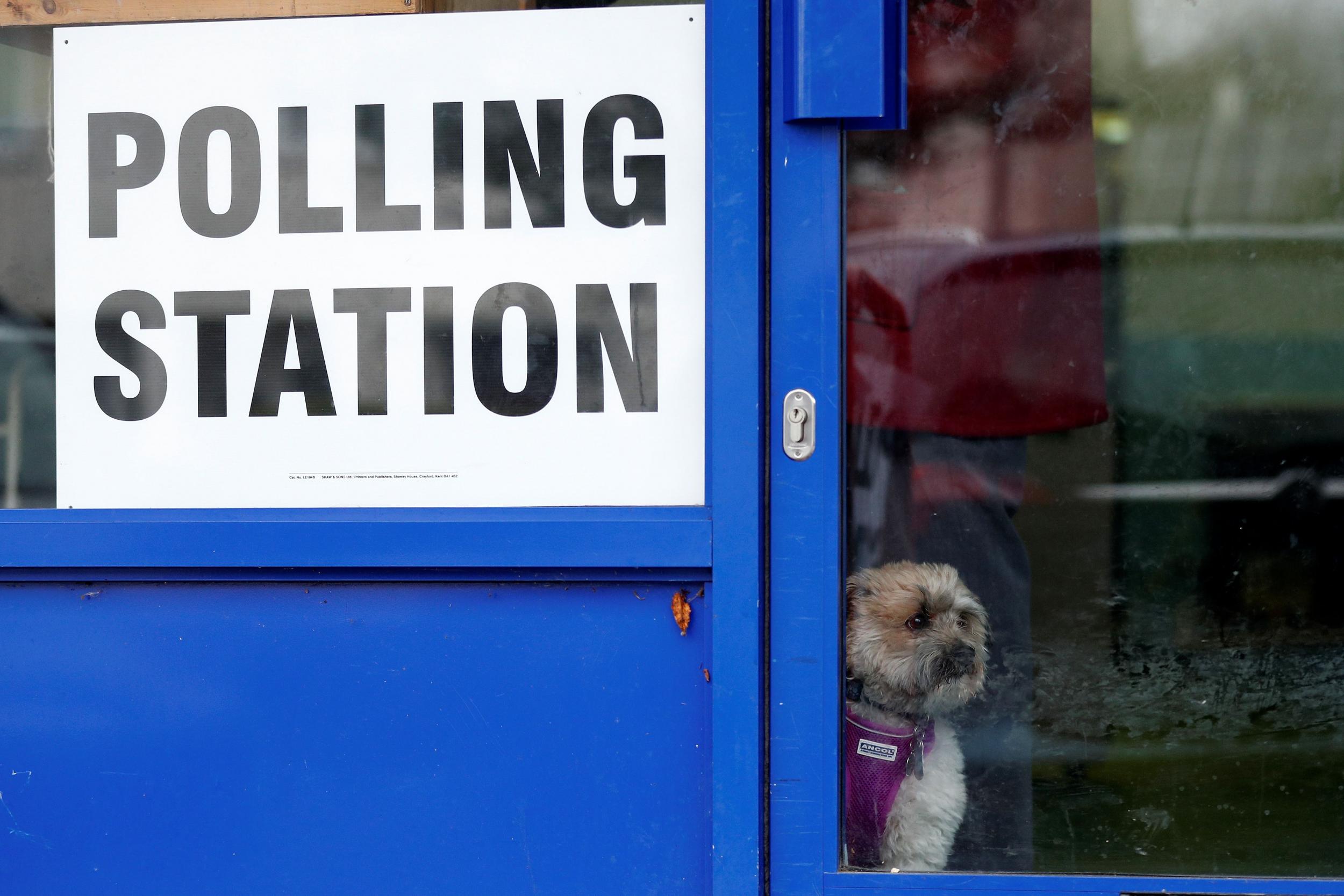 General Election 2019 The Best Photos Of Dogs At Polling Stations