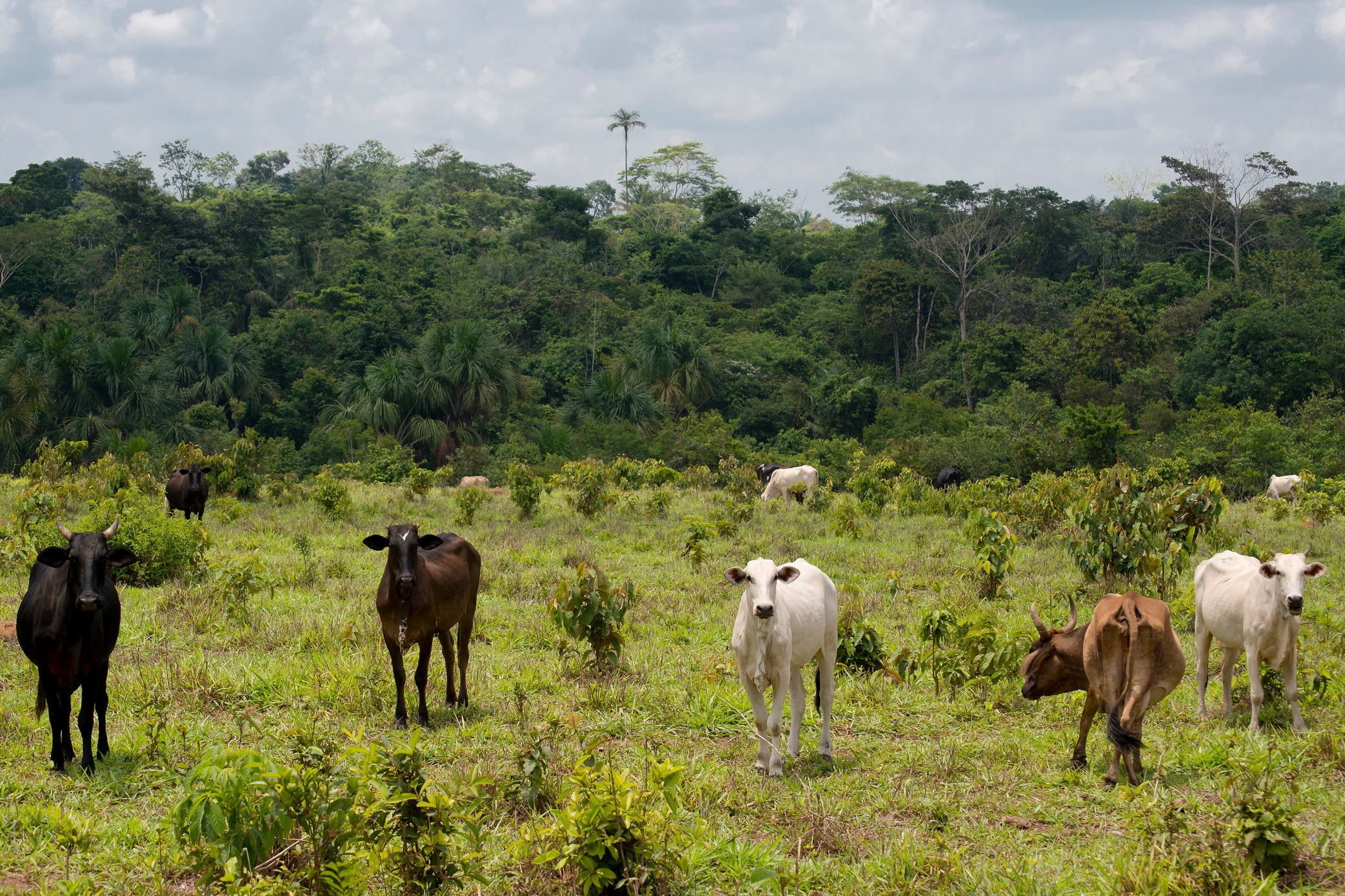 Cattle ranching is driving deforestation in the Amazon and other vital forests