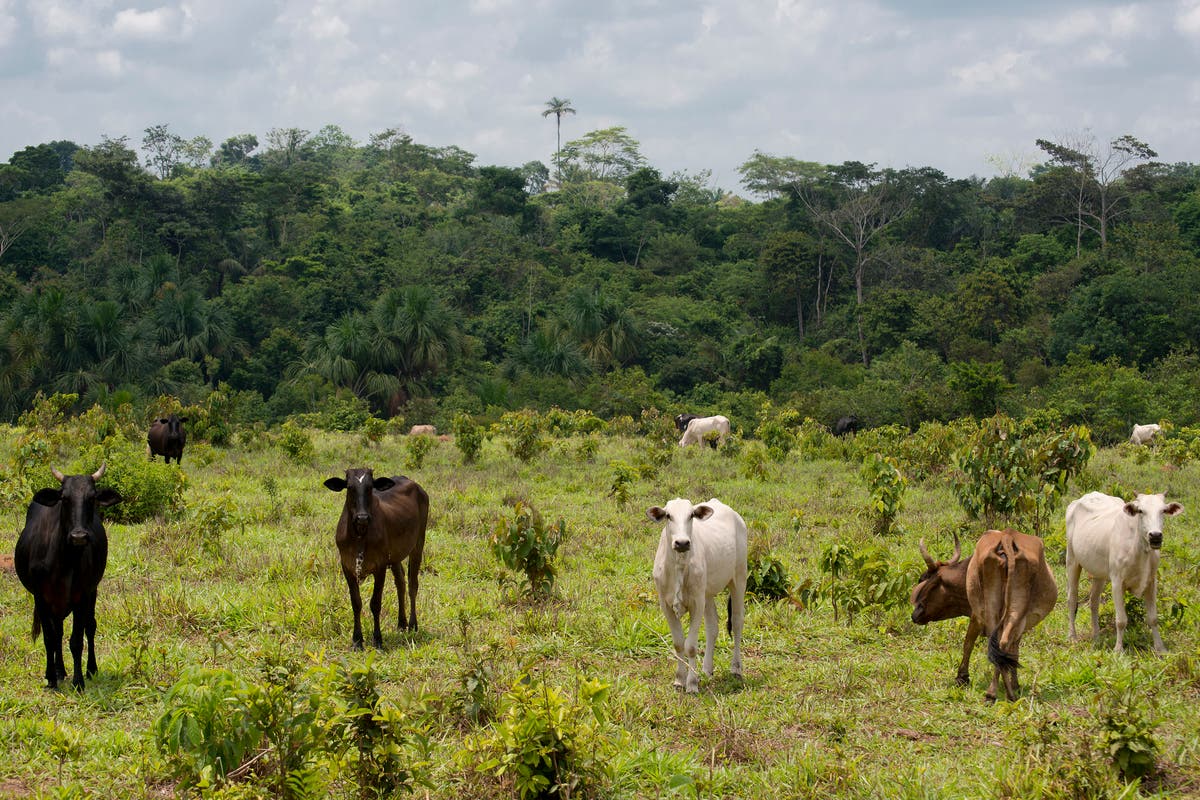 Climate crisis: World must hit ‘peak meat’ by 2030 and restore