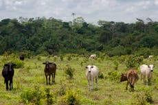 World must hit ‘peak meat’ by 2030 and restore forests, say scientists