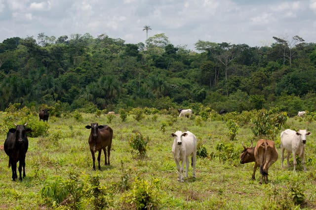 Cattle ranching is driving deforestation in the Amazon and other vital forests