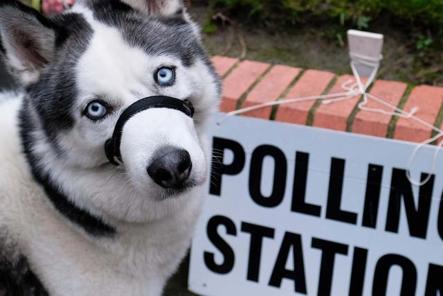 A dog guards a polling station in Hartlepool