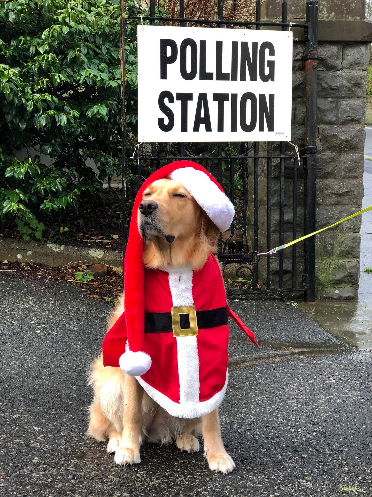 dogs-polling-stations-1.jpg