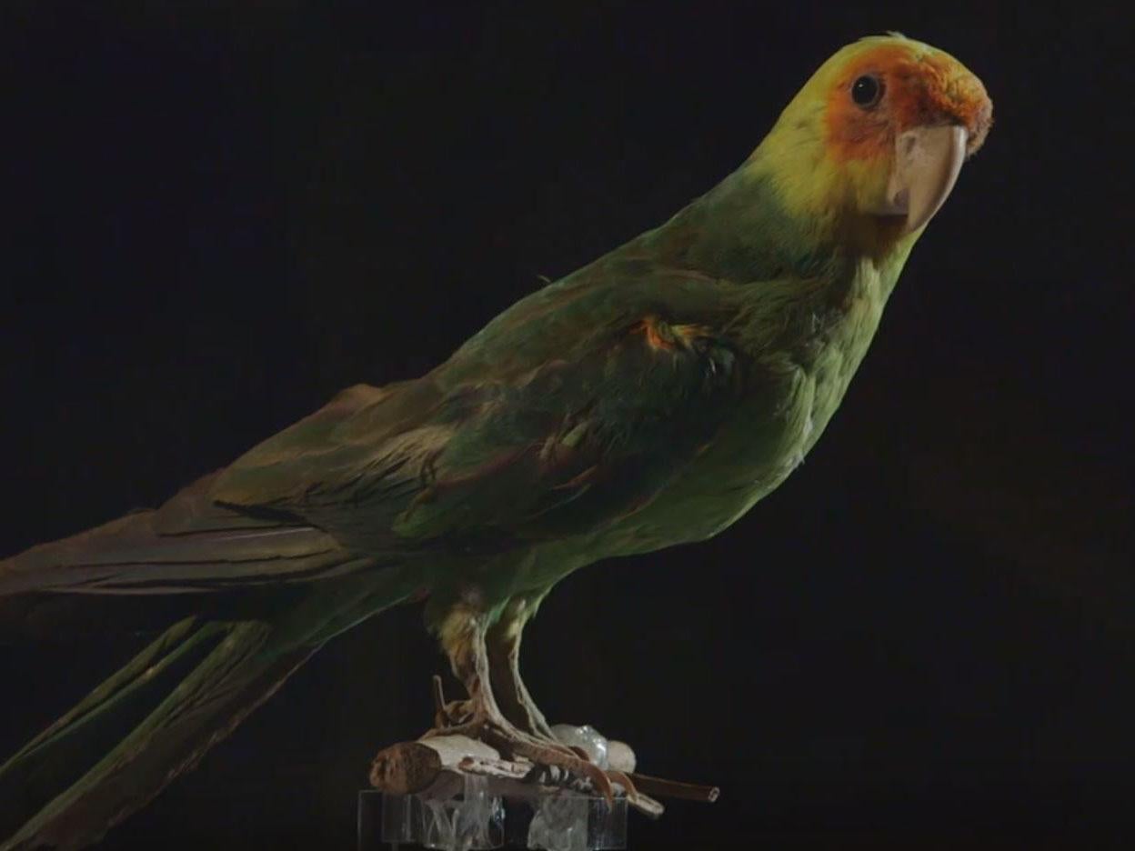 The Carolina parakeet was the only native neotropical parrot in the US