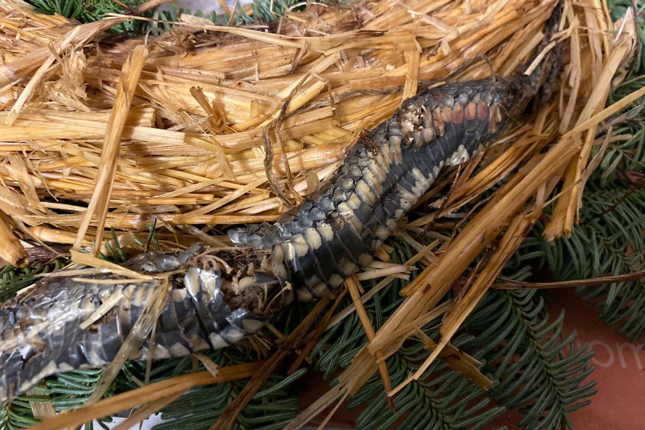 Family finds dead snake in Christmas wreath (Karl Gaskell/SWNS)