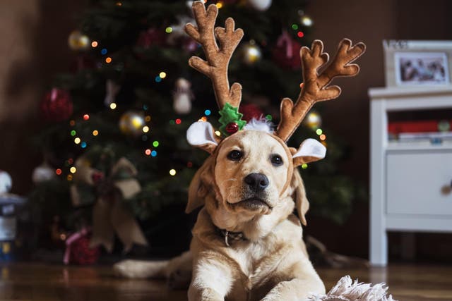 Many festive treats can be toxic to pets