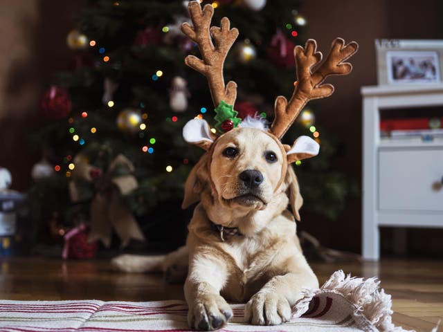 Many festive treats can be toxic to pets