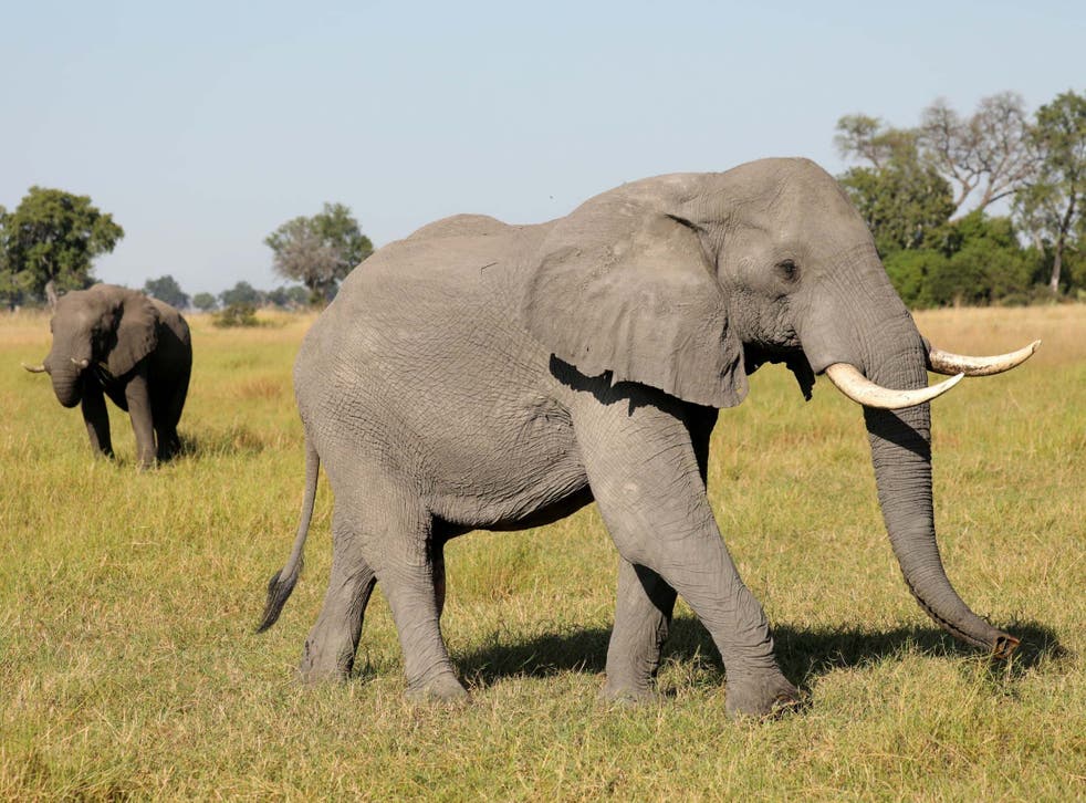 Botswana is home to almost a third of Africa's remaining elephants