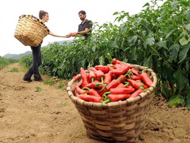 Chilli peppers being harvested in France