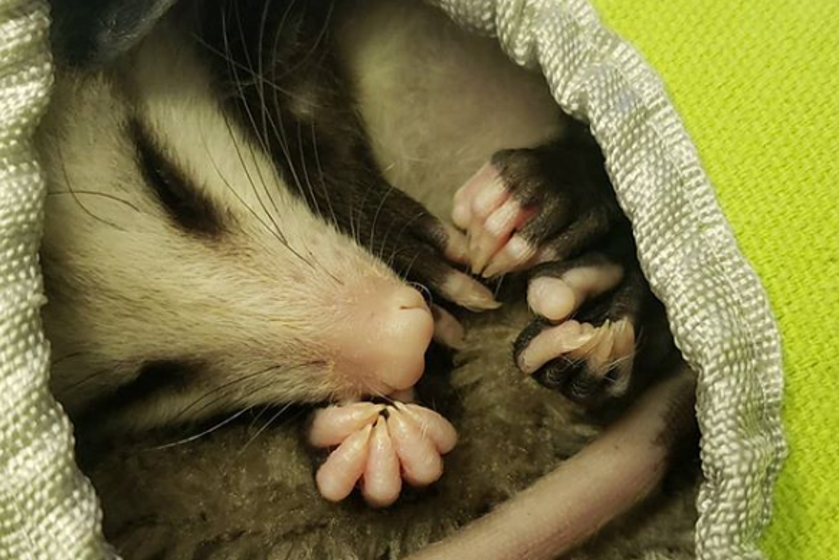 Man sneaks pet possum onto United Airlines flight The Independent