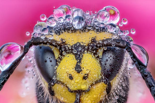 Alberto Ghizzi Panizza uses macro technology to basically freeze an insect's movement in time