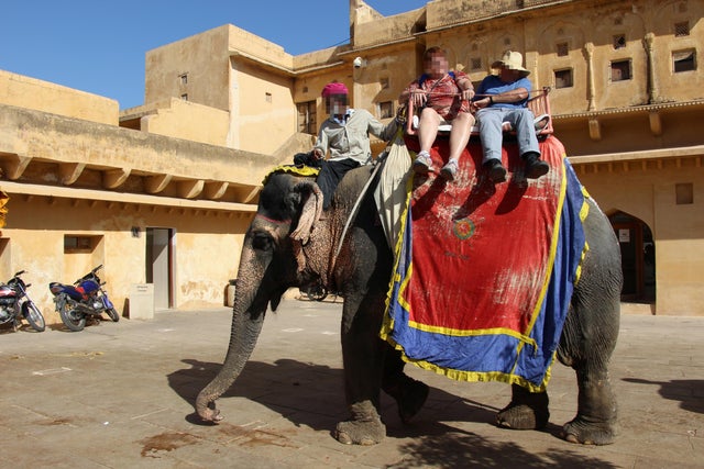 The elephants bred to undergo training for a lifetime in captivity for tourists