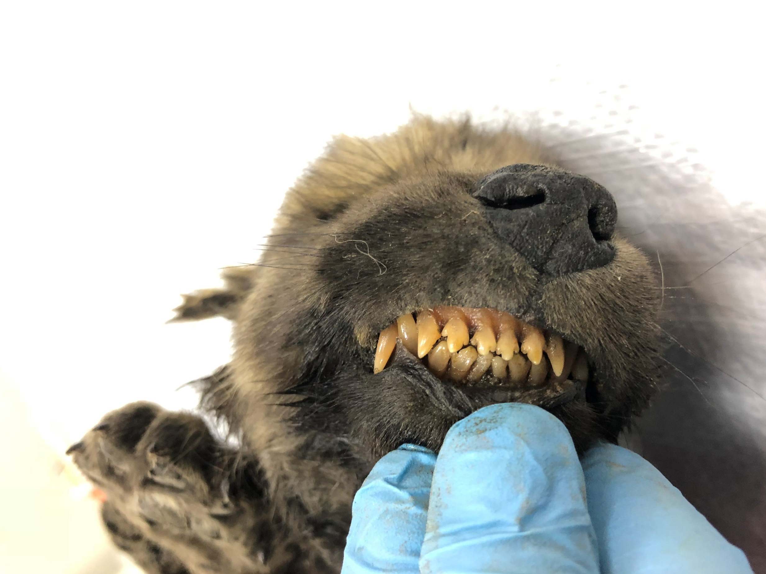 A prehistoric puppy was found in the permafrost in the Russian far east in 2018 (Reuters)