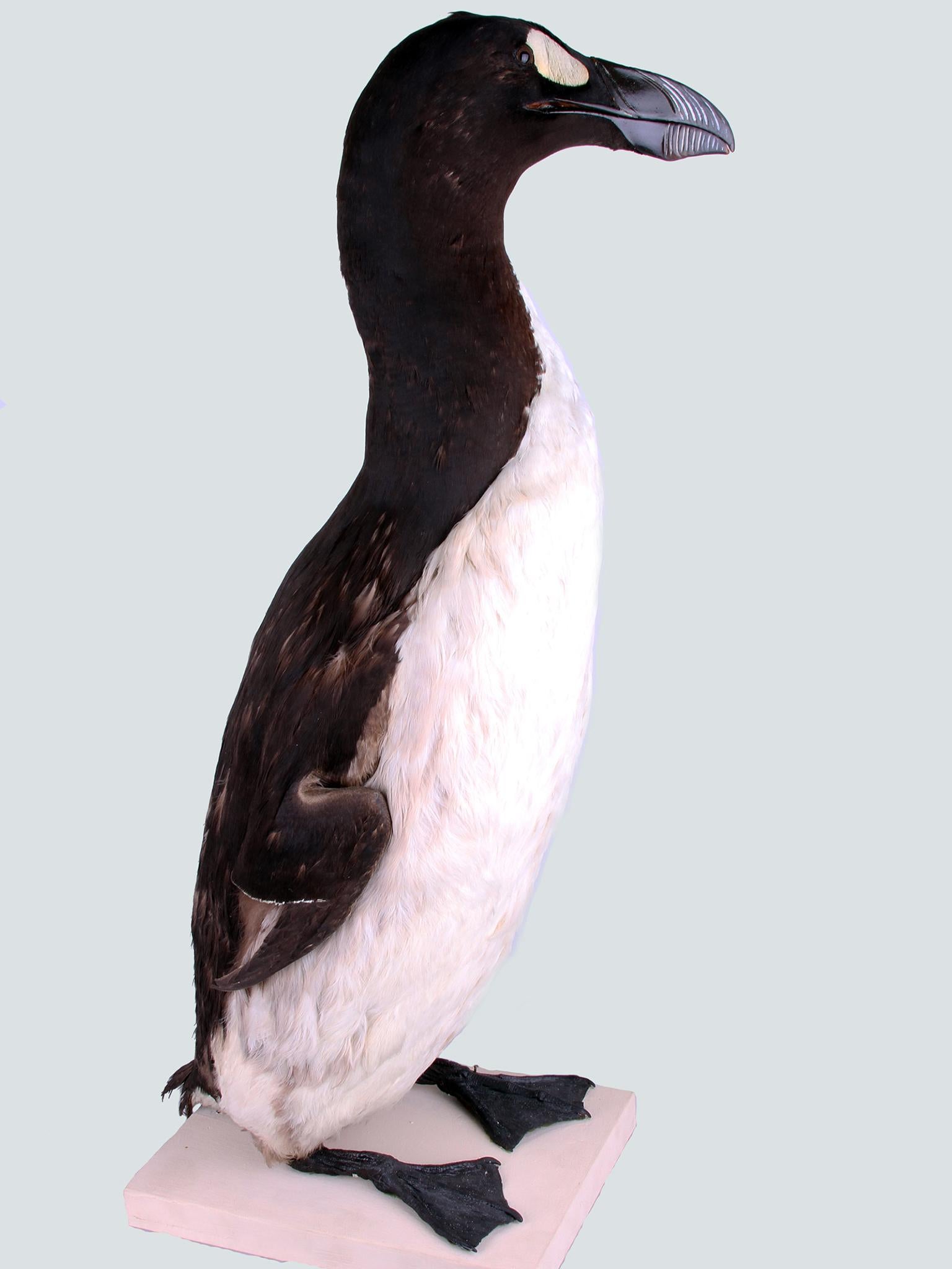 The great auk was driven to extinction by human activity