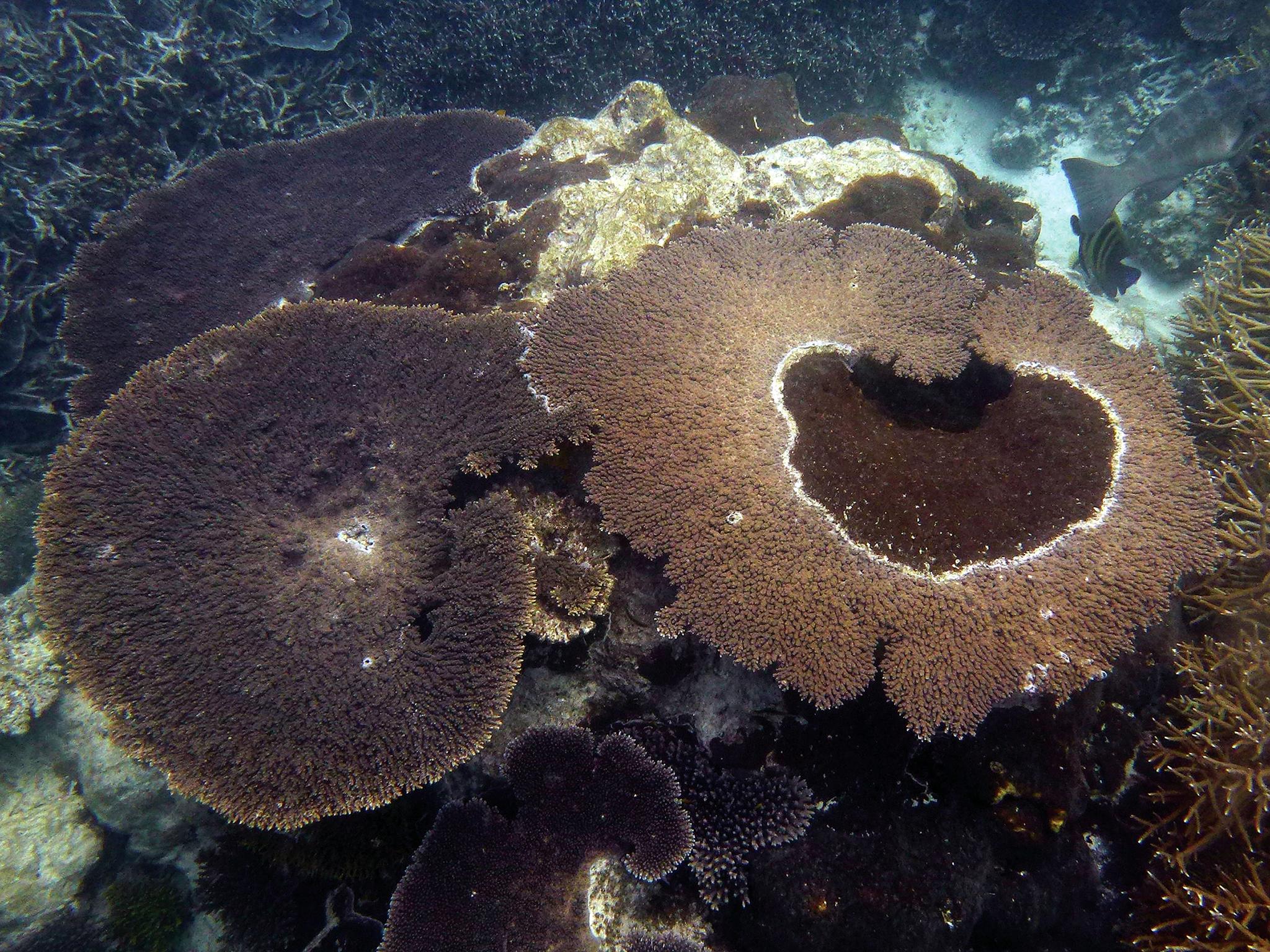 Sponges, such as this coral-excavating species, survive on the organic matter dissolved in their surrounding seawater