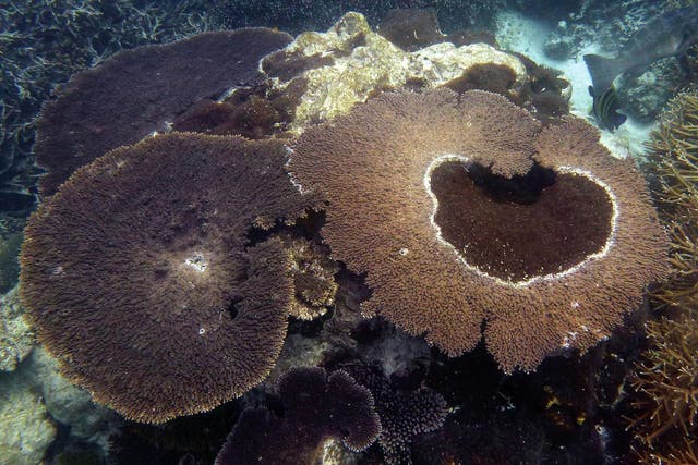 Sponges, such as this coral-excavating species, survive on the organic matter dissolved in their surrounding seawater
