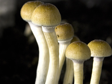Key magic mushroom compound found safe for use in largest ever study