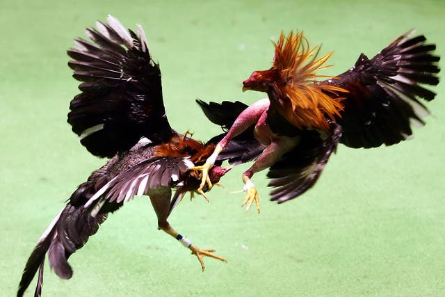 File: Cockfighting is banned in India under the Prevention of Cruelty to Animals Act, 1960