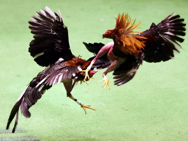 File: Cockfighting is banned in India under the Prevention of Cruelty to Animals Act, 1960