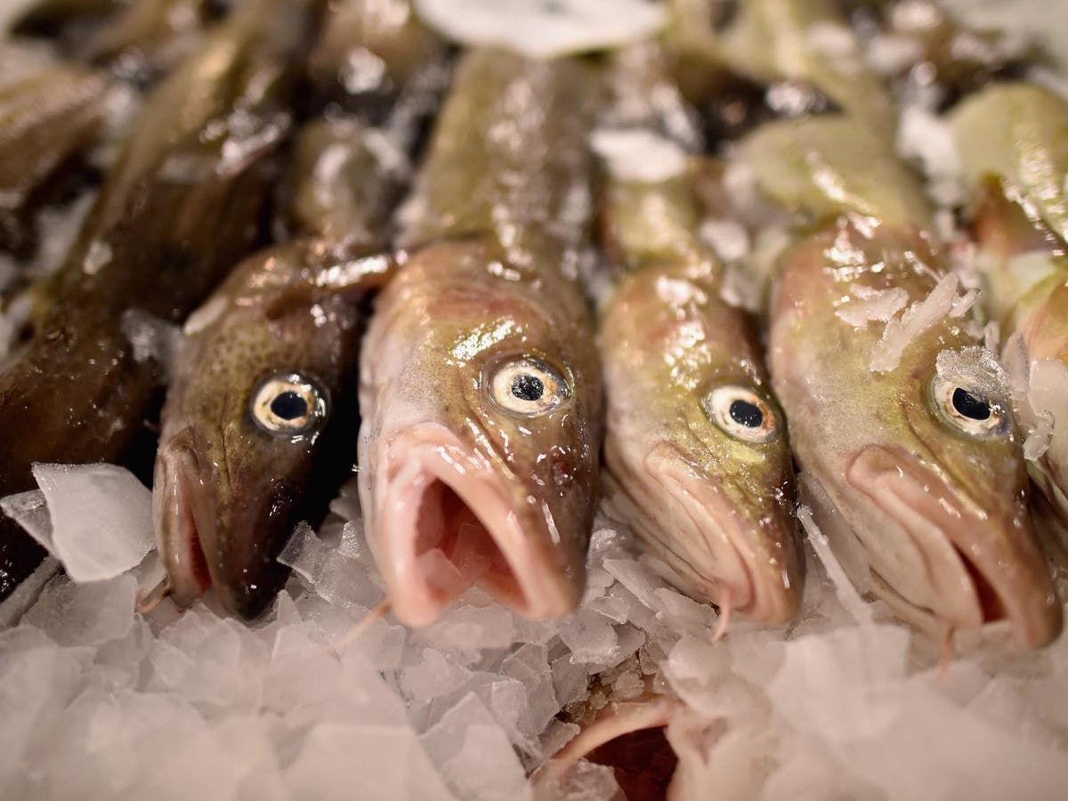 Великобритании запретили ловить рыбу. Лютефиск рыба. Global Fish треска. Рыба Сайка фото. Запаслась рыбой.