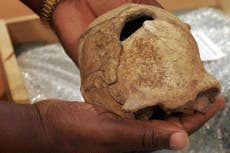 Ancient human ancestor homo erectus survived far longer than thought