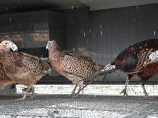 Supermarket game birds kept in ‘cruel, environmentally damaging cages’