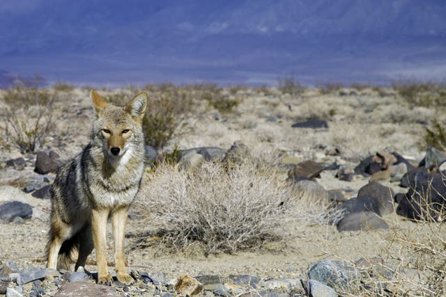 The coyote was abandoned by its family in Matthew Stokes's back yard
