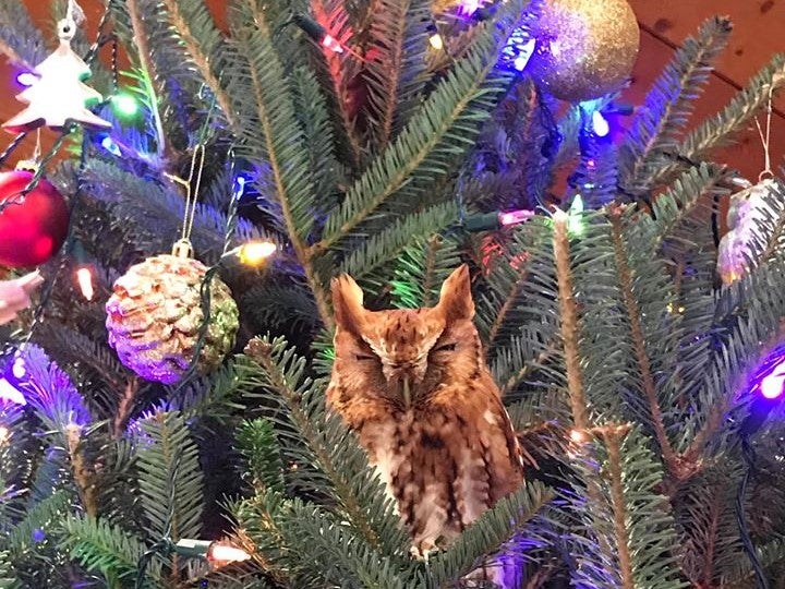 The Eastern screech owl had taken refuge inside the branches of the Newmans' Christmas tree