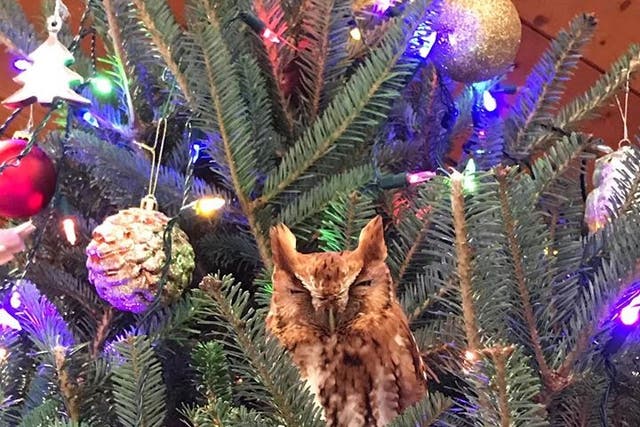 The Eastern screech owl had taken refuge inside the branches of the Newmans' Christmas tree