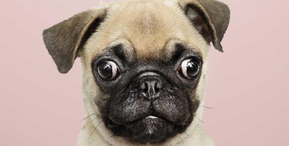 This viral X-ray of a pug has divided the internet | indy100 | indy100