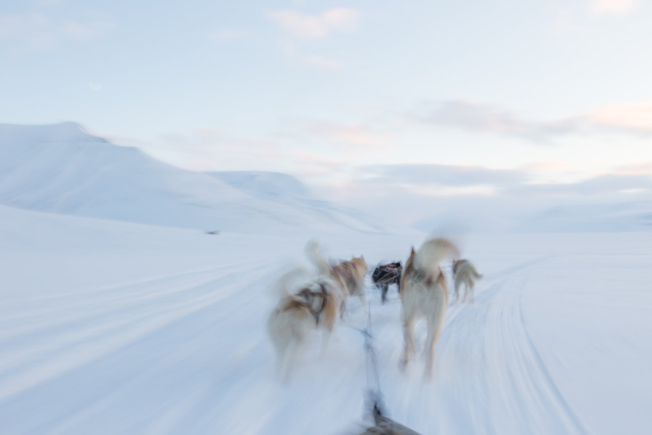 A husky sled in Svalbard makes for an exhilarating jaunt through the snow (Getty/iStockphoto)