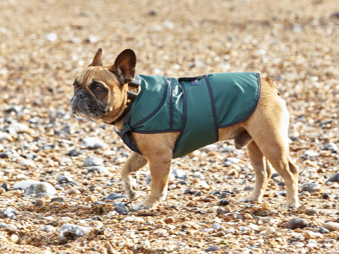 small dog waterproof coats