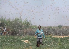 Locust invasion threatens to starve farmers in Somalia
