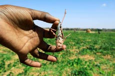 Somalis fight worst locust invasion in decades by eating them