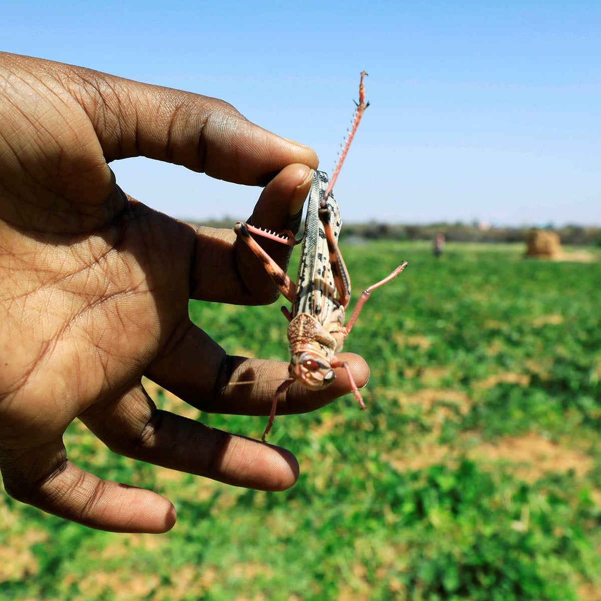 What Do Locusts Taste Like