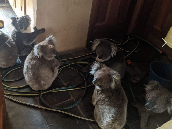 The image of six koalas rescued by a team of firefighters, shared on Facebook by Jane Michalowski