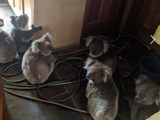 Firefighters save group of koalas from Australian bushfires