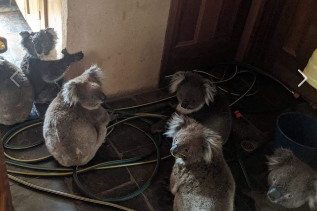 The image of six koalas rescued by a team of firefighters, shared on Facebook by Jane Michalowski