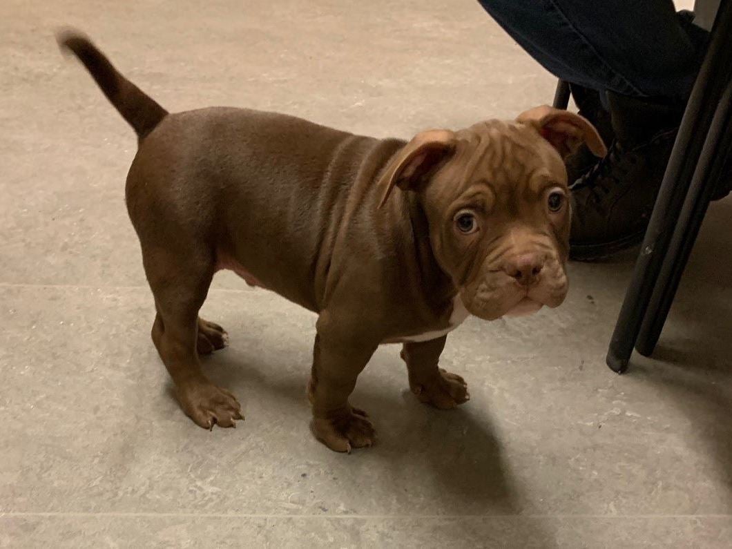 A man has been arrested after accidentally shooting himself in the leg while trying to steal a puppy in Ontario, Canada, 20 December, 2019.