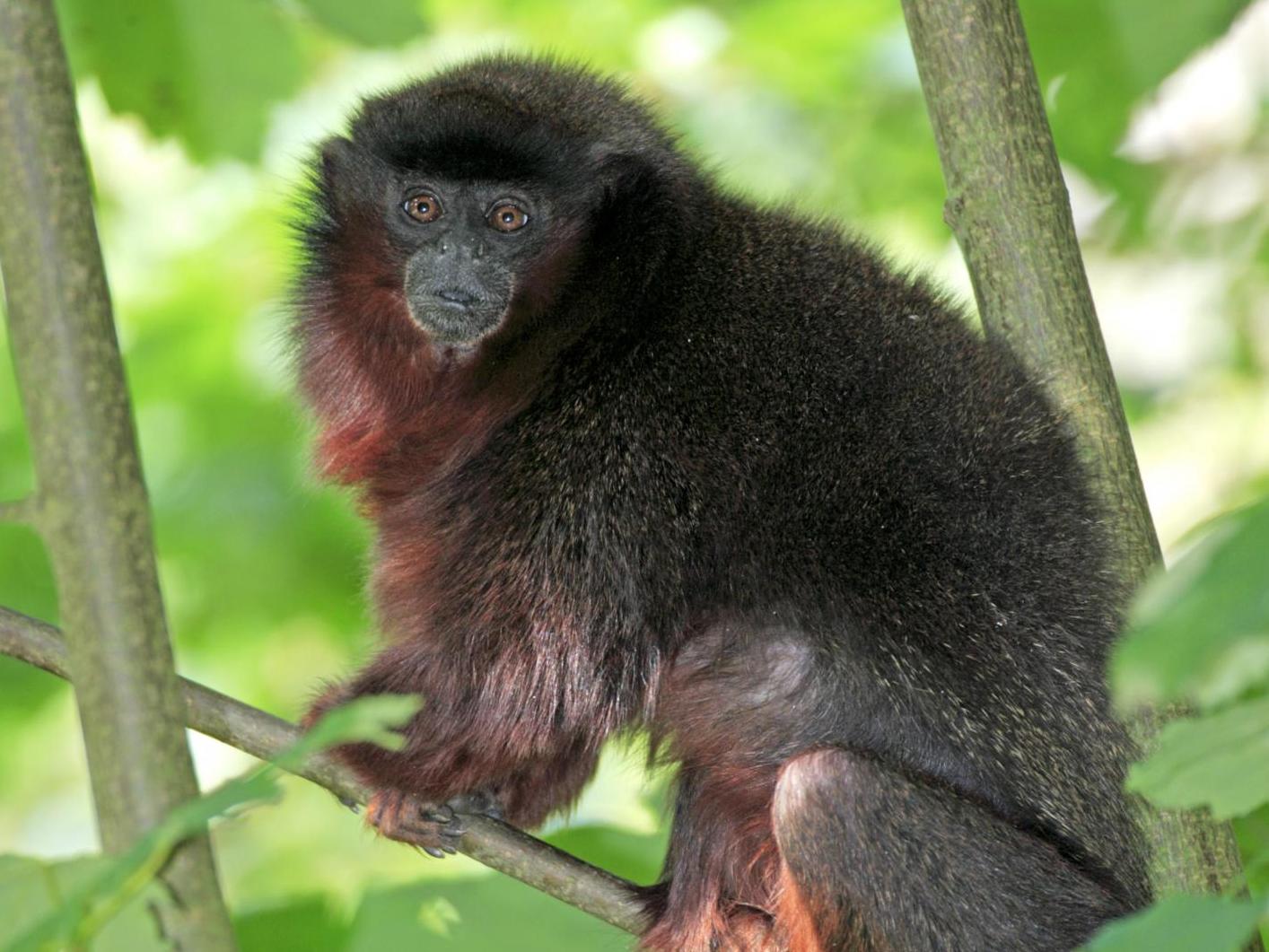 The newly-named species is similar to the dusky titi monkey which is also found in Brazil