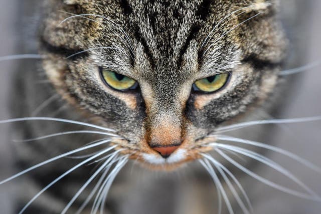 Police launched Operation Diverge probe into attacks on cats