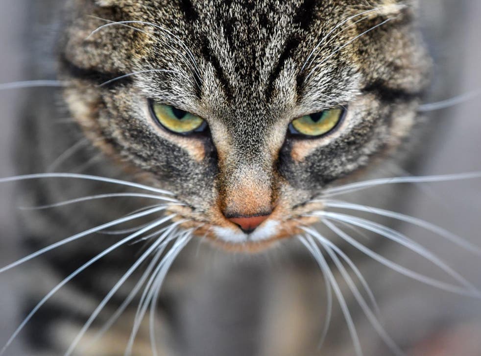 Police launched Operation Diverge probe into attacks on cats