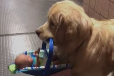 Police dog caught stealing children's Christmas toys in adorable video
