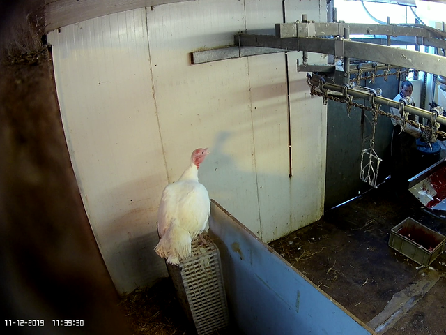 A turkey looks on as other birds are stunned by the farm's butchers