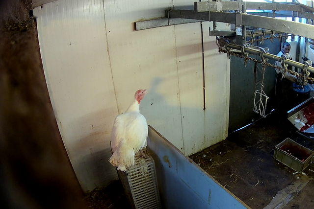 A turkey looks on as other birds are stunned by the farm's butchers