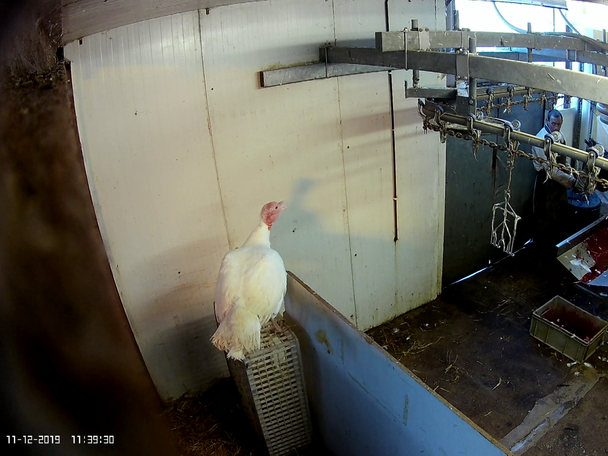 Free-range Christmas turkeys and guinea fowl 'plucked alive painfully' at award-winning farm | The Independent | The Independent Free-range Christmas turkeys and guinea fowl 'plucked alive painfully' at award-winning farm | The Independent | The Independent