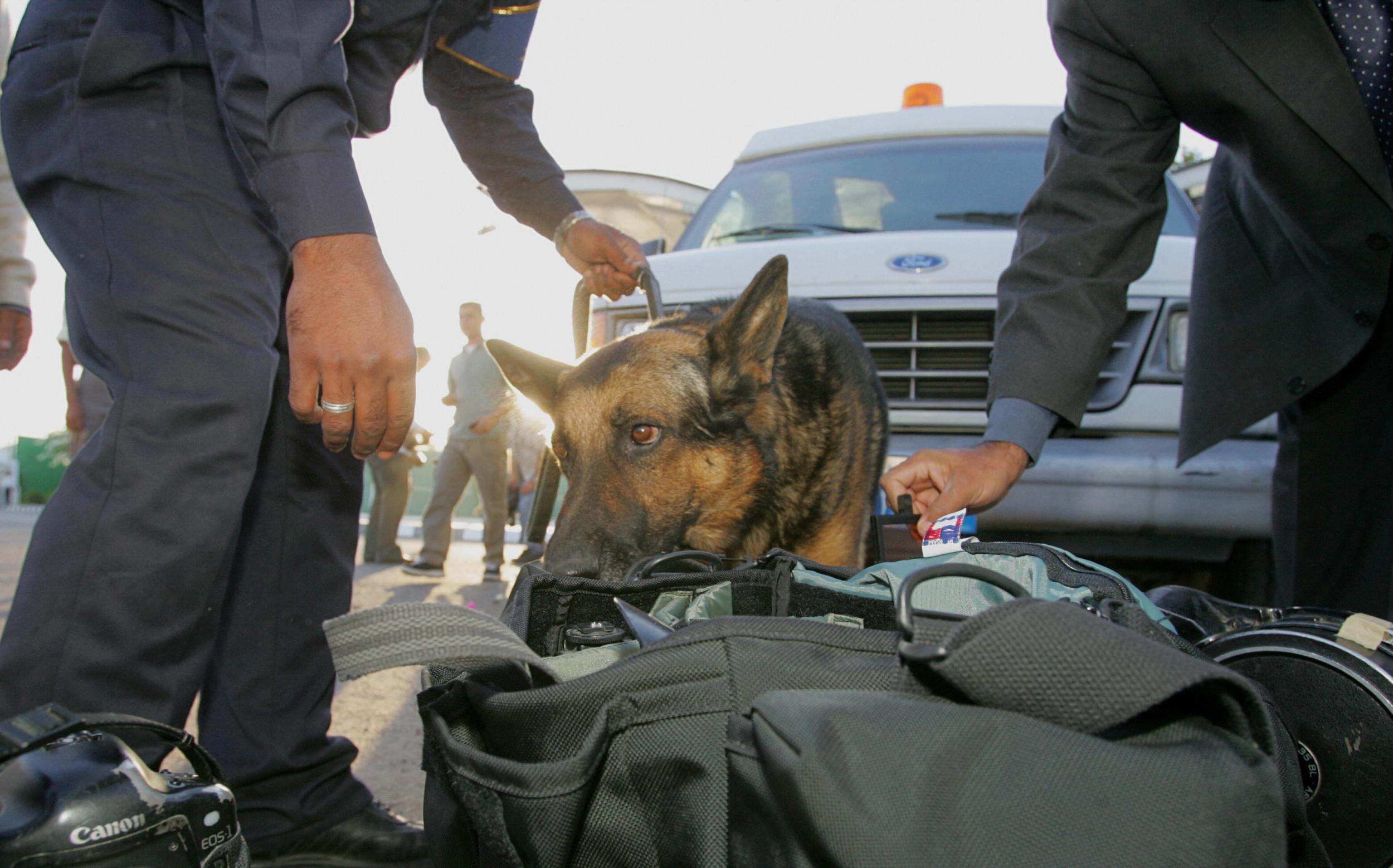 A sniffer dog is used by Egyptian security forces to check luggage
