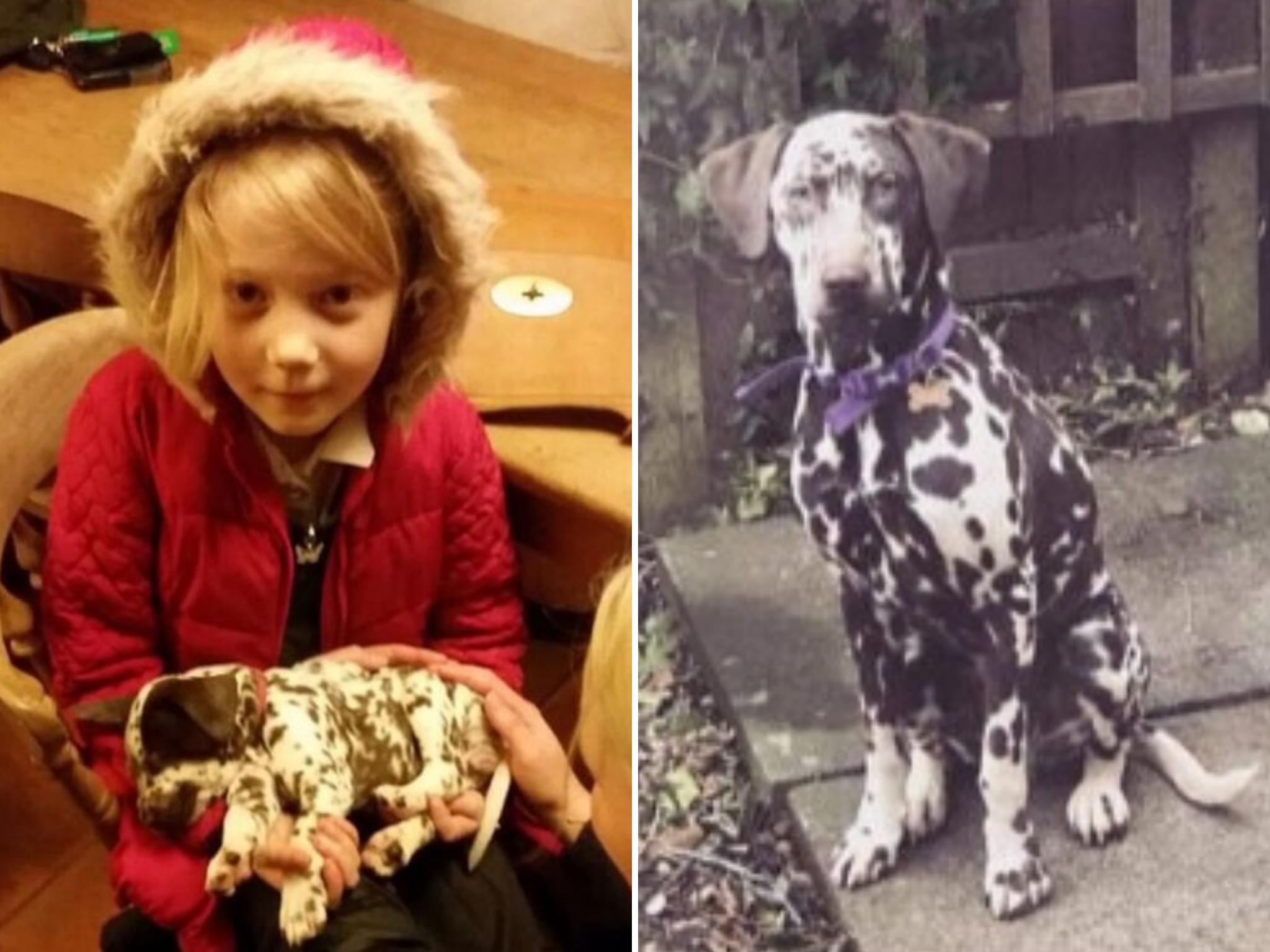 Twelve-year-old Chloe Hopkins' autism therapy dog Lottie was stolen from her family's home in Peatling Parva, Leicestershire, on 1 December, 2019