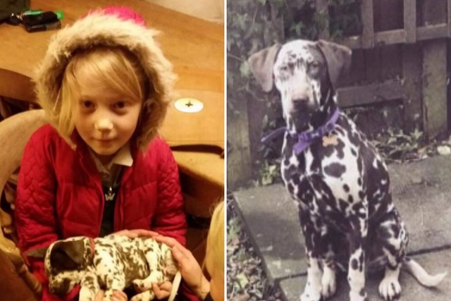 Twelve-year-old Chloe Hopkins' autism therapy dog Lottie was stolen from her family's home in Peatling Parva, Leicestershire, on 1 December, 2019